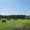 Short term and full time grazing available